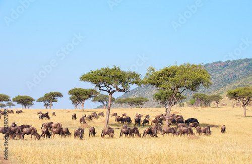 Blue wildebeest (Connochaetes taurinus) © Hedrus