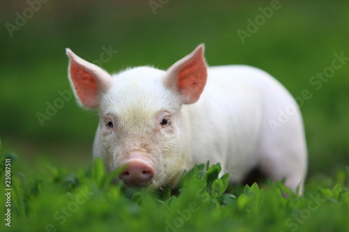 Young pigling. photo