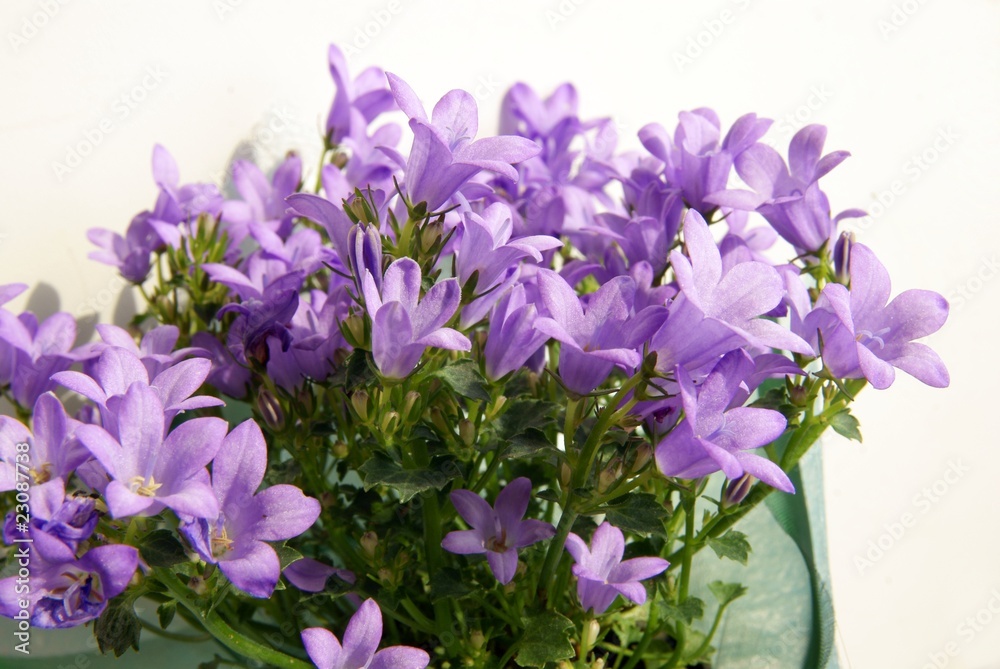 lily bellflowers Stock Photo Adobe Stock