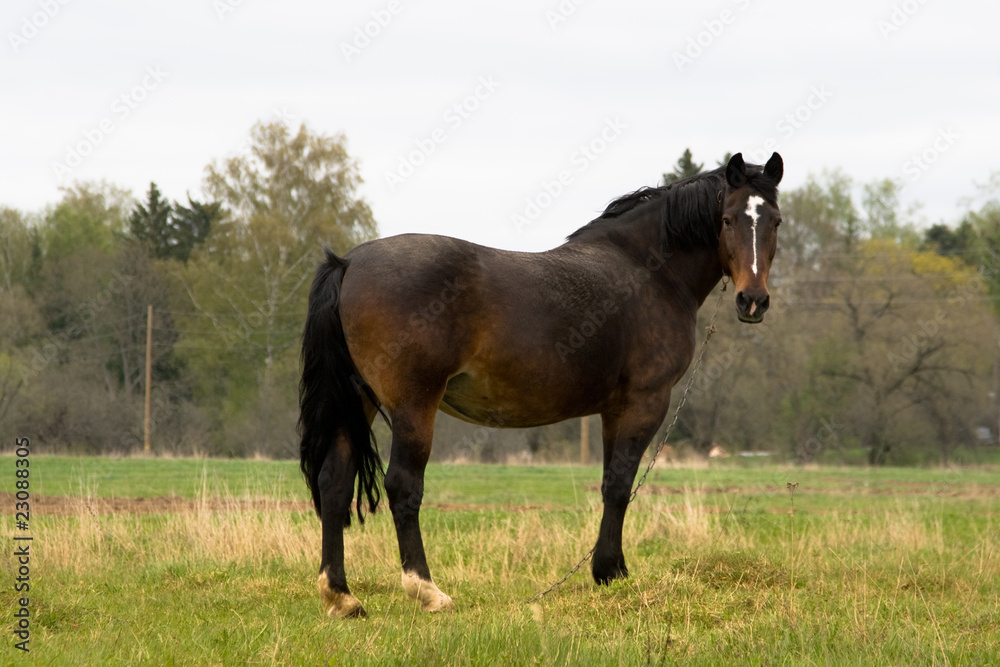 Horse on a field.