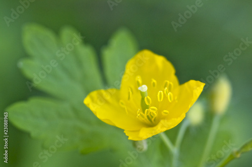 クサノオウの花