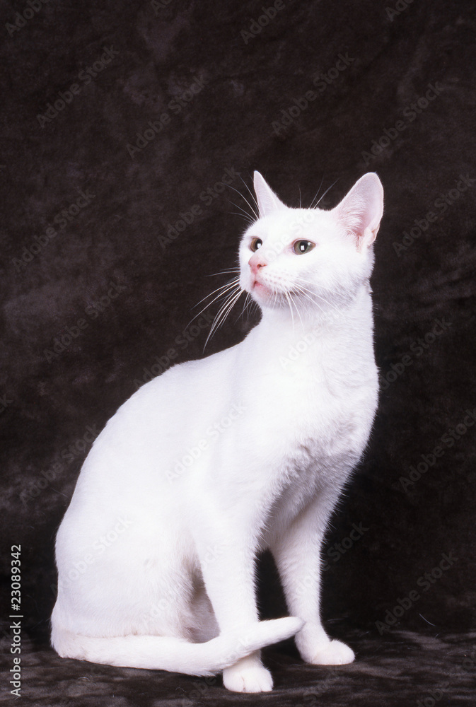 chat blanc russe assis de face