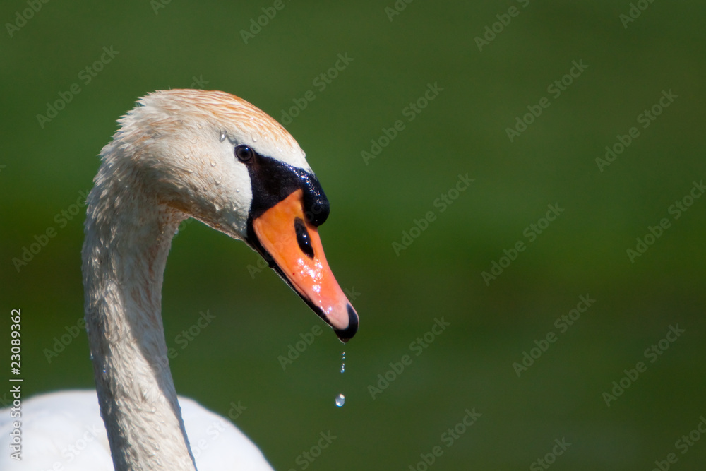 Fototapeta premium A beautiful mute swan in a pond