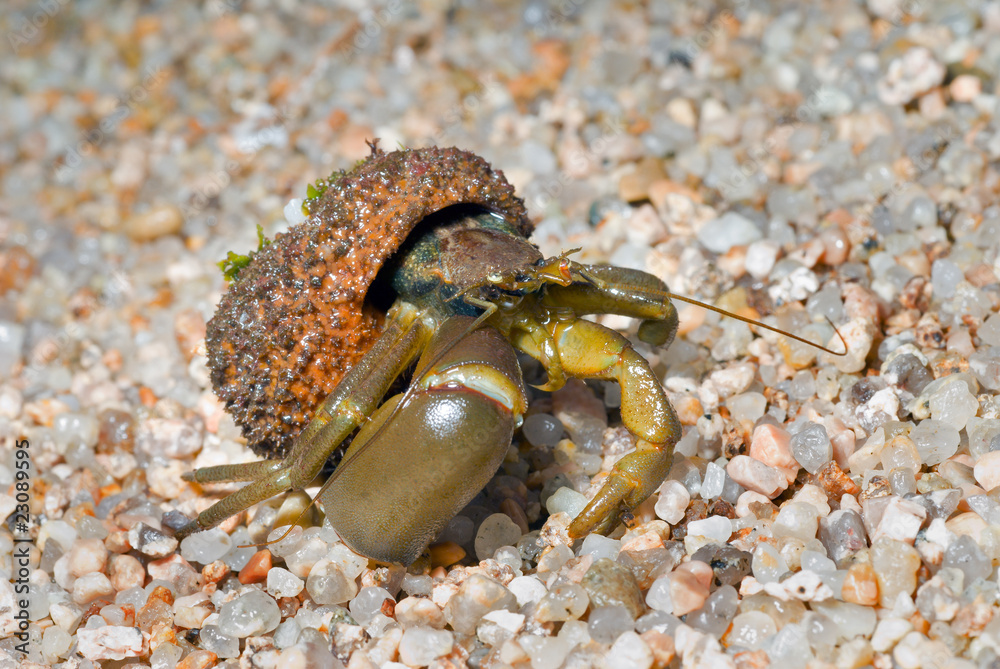 Hermit crab 24