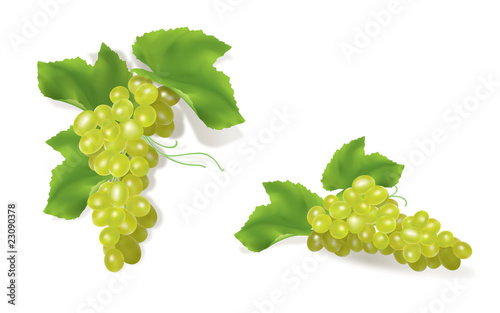 Grape clusters
