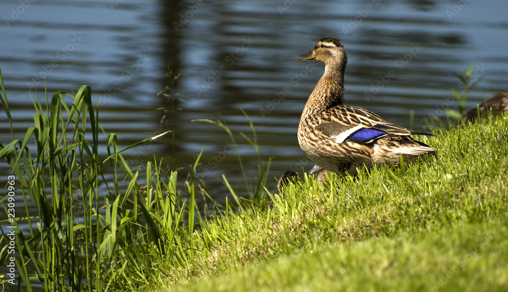 duck duck