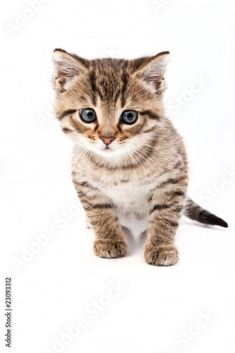 Little grey cat isolated on white