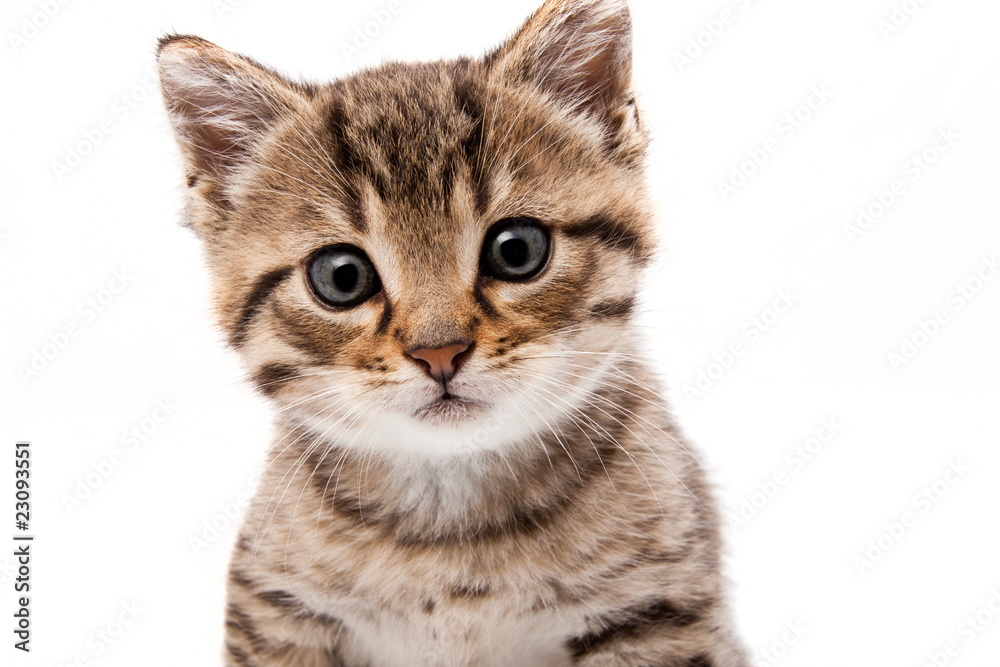 Fototapeta premium Little grey cat isolated on white