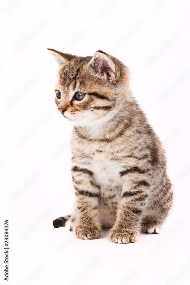 Fototapeta premium Little grey cat isolated on white