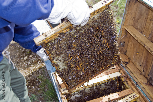 Apicultor y abejas