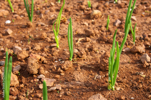 gartenarbeit,zwiebel