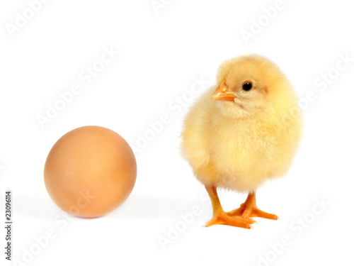 Chicken and egg