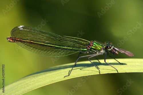 Close-up of a Banded Demoiselle ( Calopteryx splendens ), female
