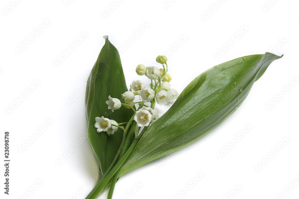 Fototapeta premium Muguet