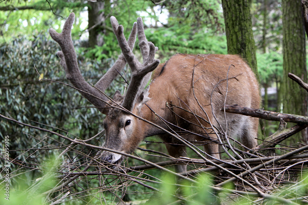 Fototapeta premium Davidshirsch