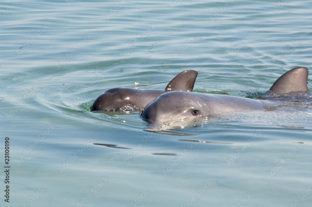 Obraz premium dolphin