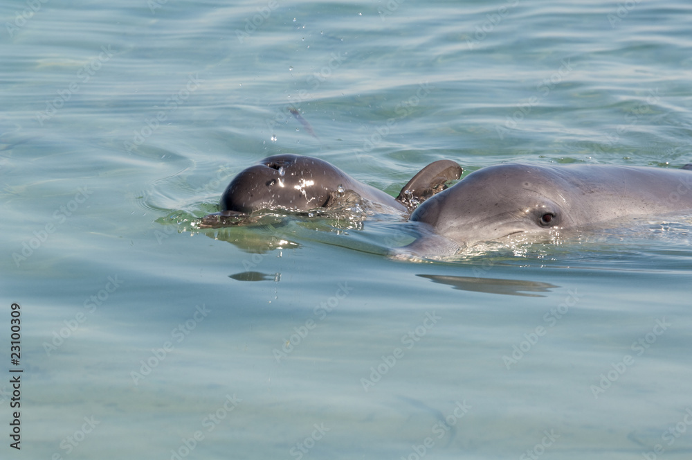 Fototapeta premium dolphin