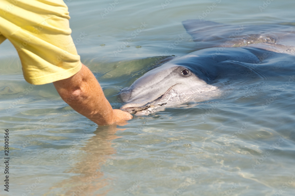 Fototapeta premium dolphin