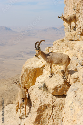 Mountain goats in the Makhtesh Ramon