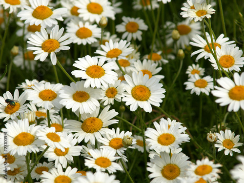 daisy flowers