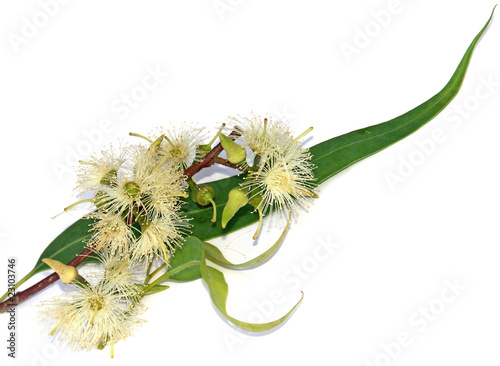 eucalyptus, feuille, fleurs et capsules sur fond blanc photo