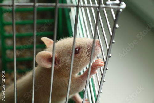 White Rat is sitting in a cage