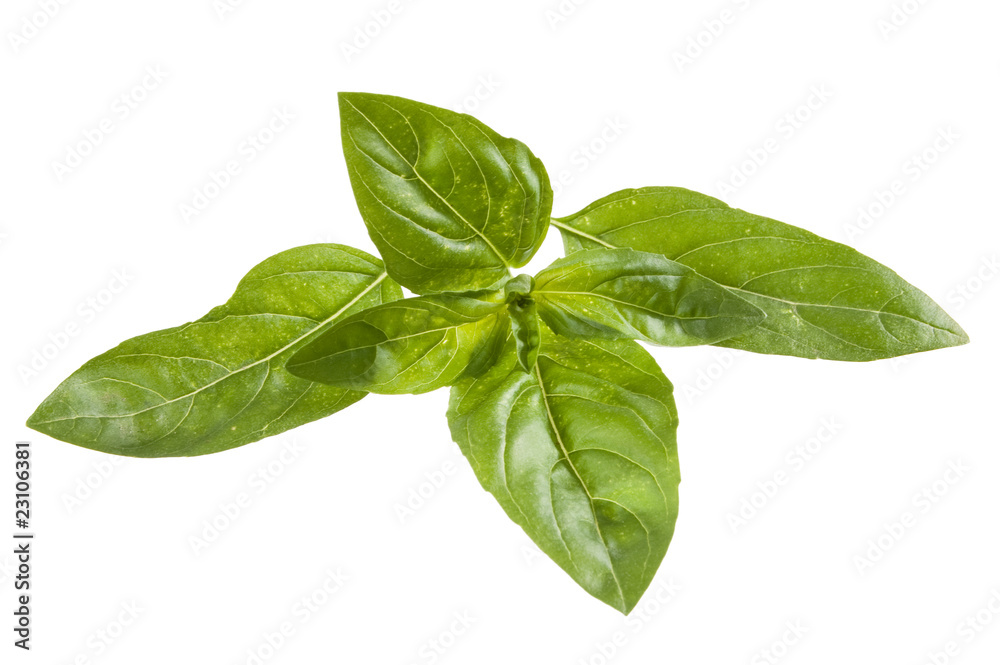 Basil Basil