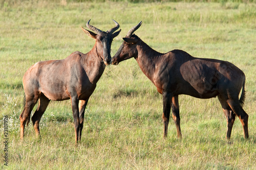 Two Tsessebe Antelopes