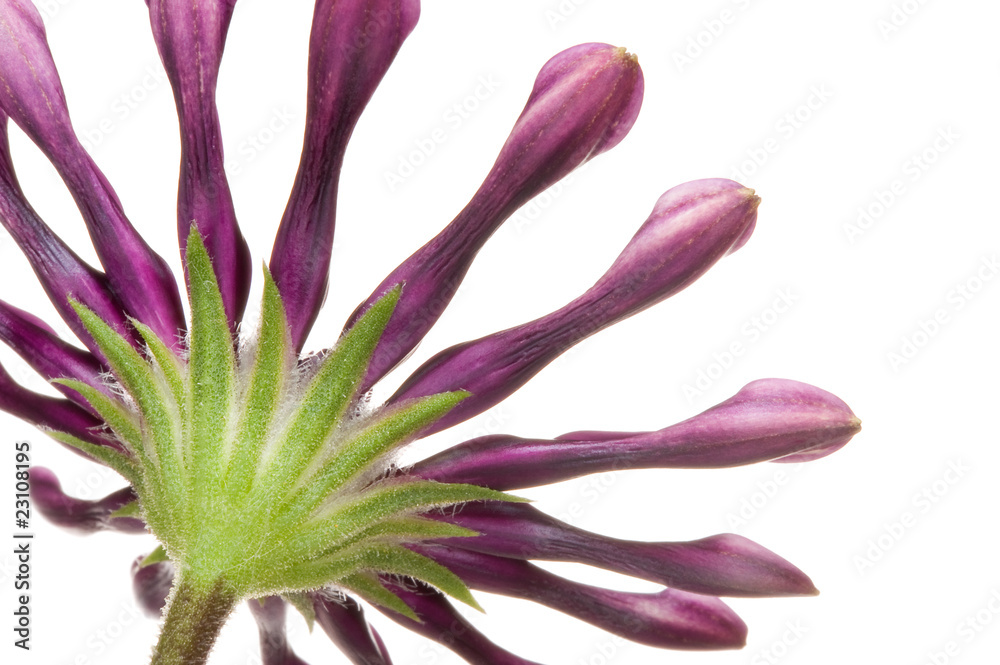 Naklejka premium Blüte (Kapmargerite)