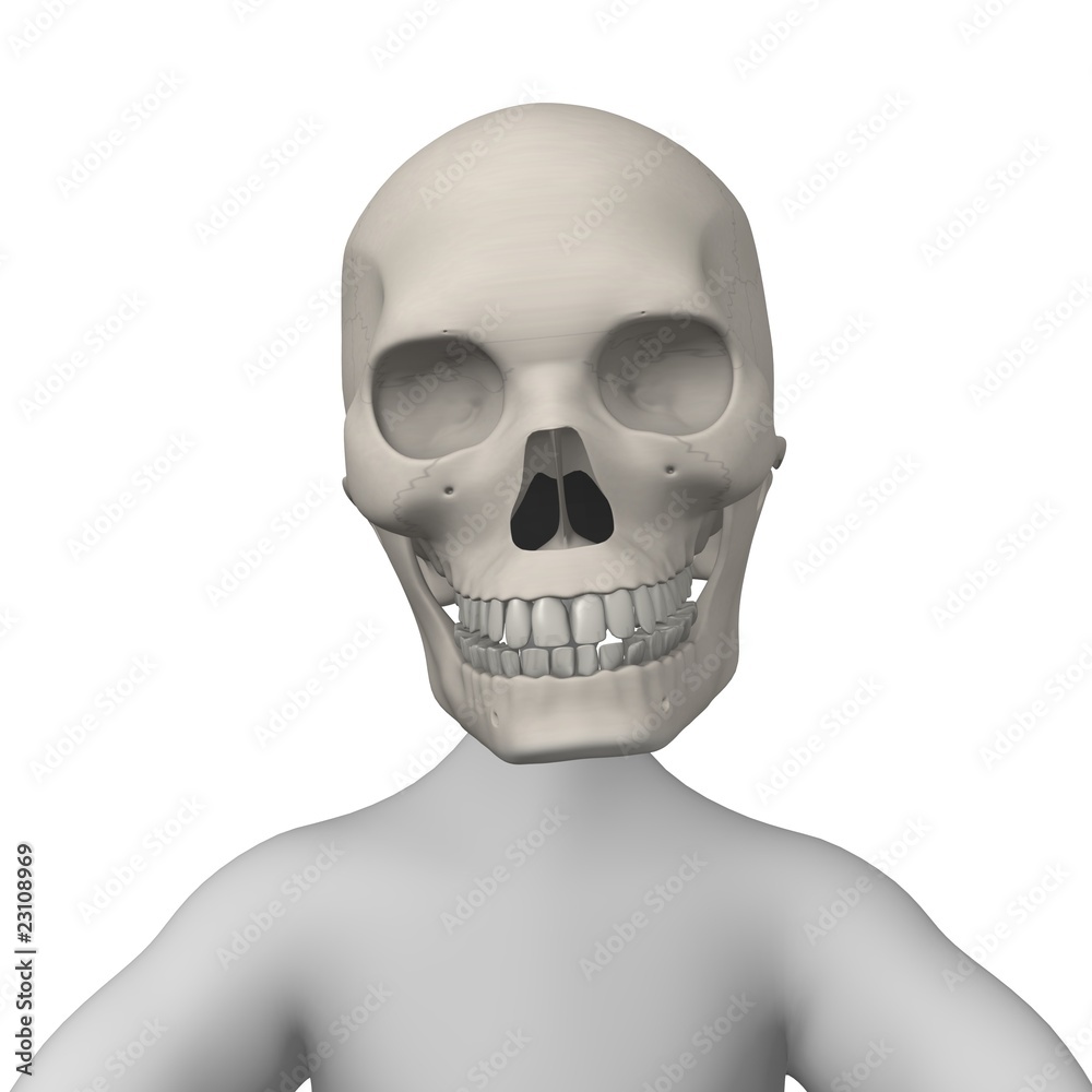 Fototapeta premium skull