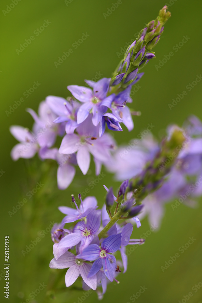 Fototapeta premium spring field flowers.