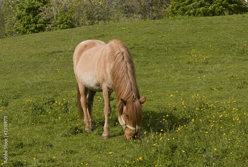 Horse photo