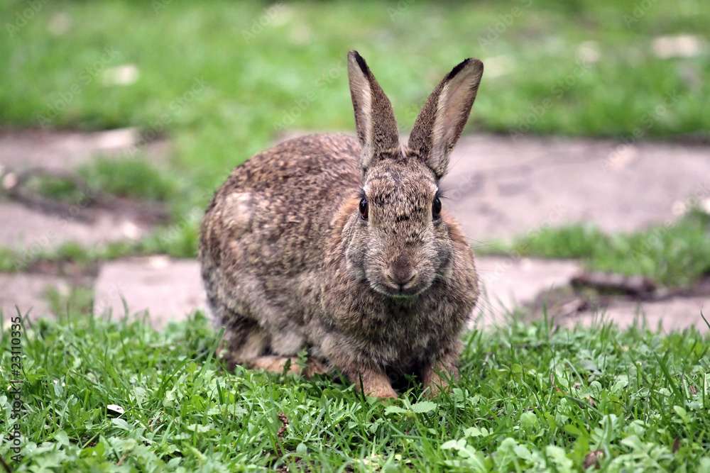 Fototapeta premium Hase