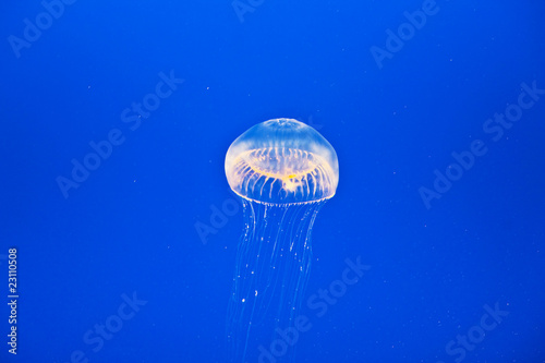 jelly fishes in aquarium
