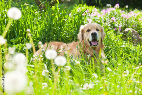 Fototapeta Naklejka Na Ścianę i Meble -  Gold retrivet in grass