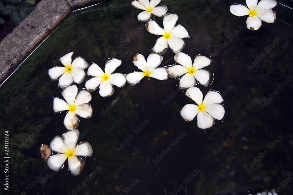 Plumeria Blüte (Frangipani) schwimmt im Wasser Plumeria Blüte (Frangipani) schwimmt im Wasser