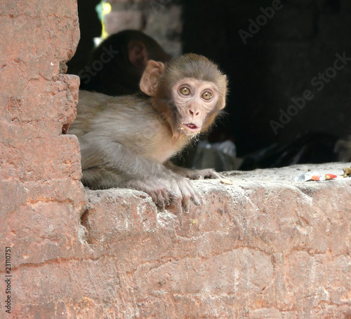 Scared monkey