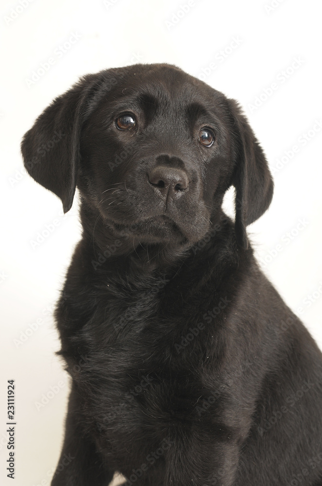 LABRADOR