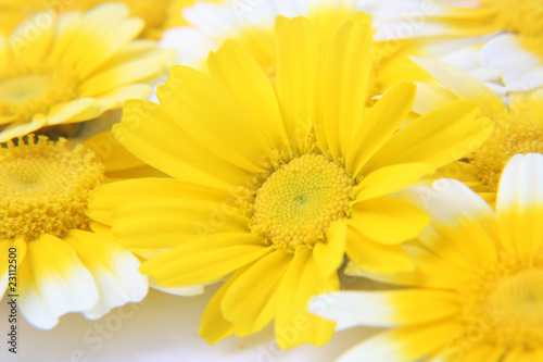 yellow flowers