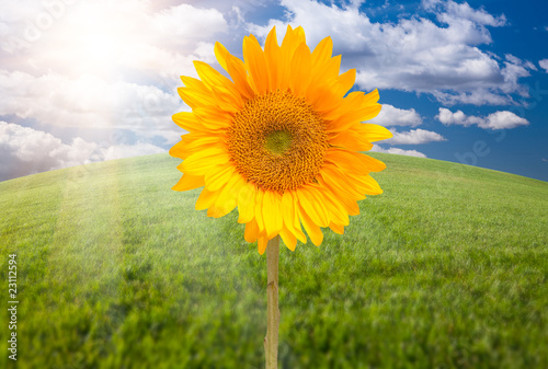 Beautiful Sunflower Over Grass Field