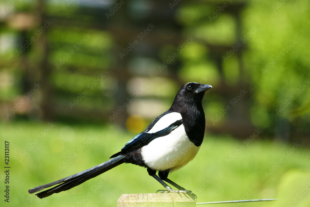 Obraz premium mmagpie perched on a wooden bar, with green background