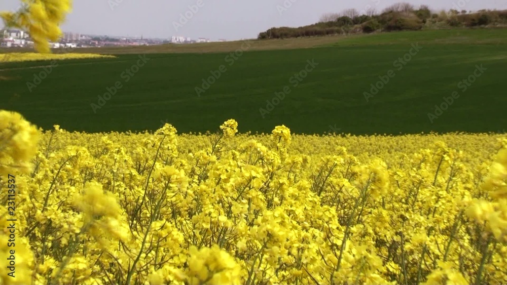 champs de colza