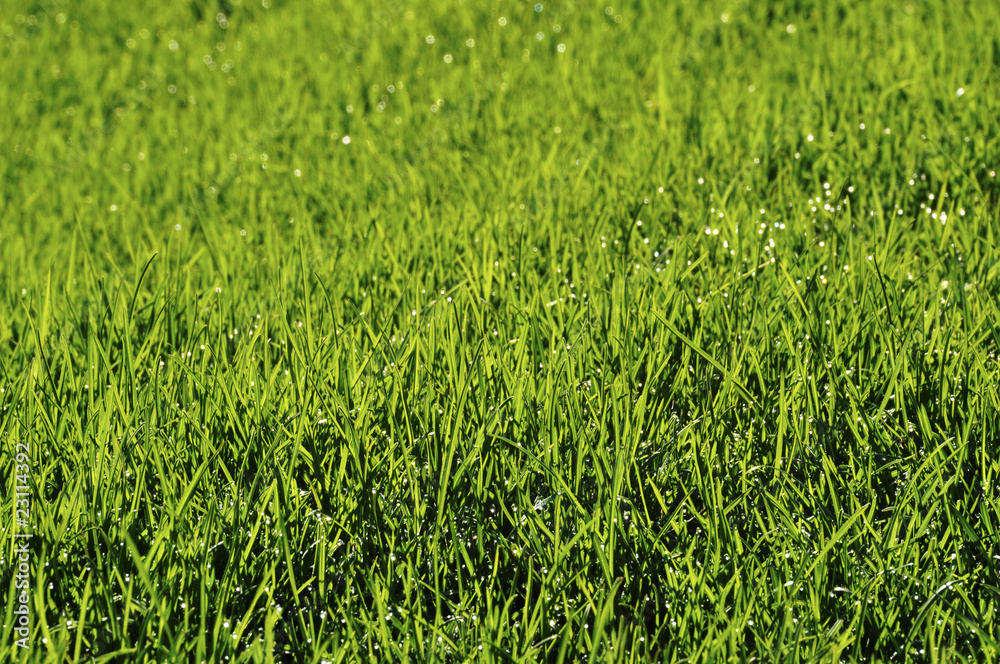 Dew on the lawn Dew on the lawn