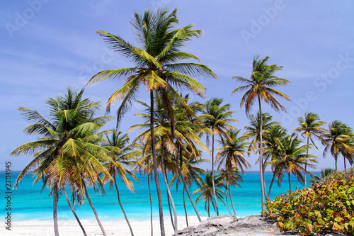 Tropical caribbean beach   Bottom Bay   Barbados
