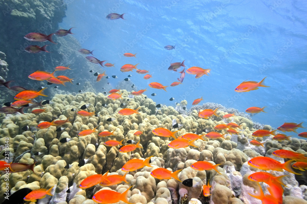 Scalefin fish on the reef