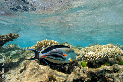 Obraz na płótnie Sohal Surgeonfish on the coral reef in the red sea w salonie
