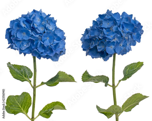 Lacecap Hydrangea (macrophylla normalis) photo