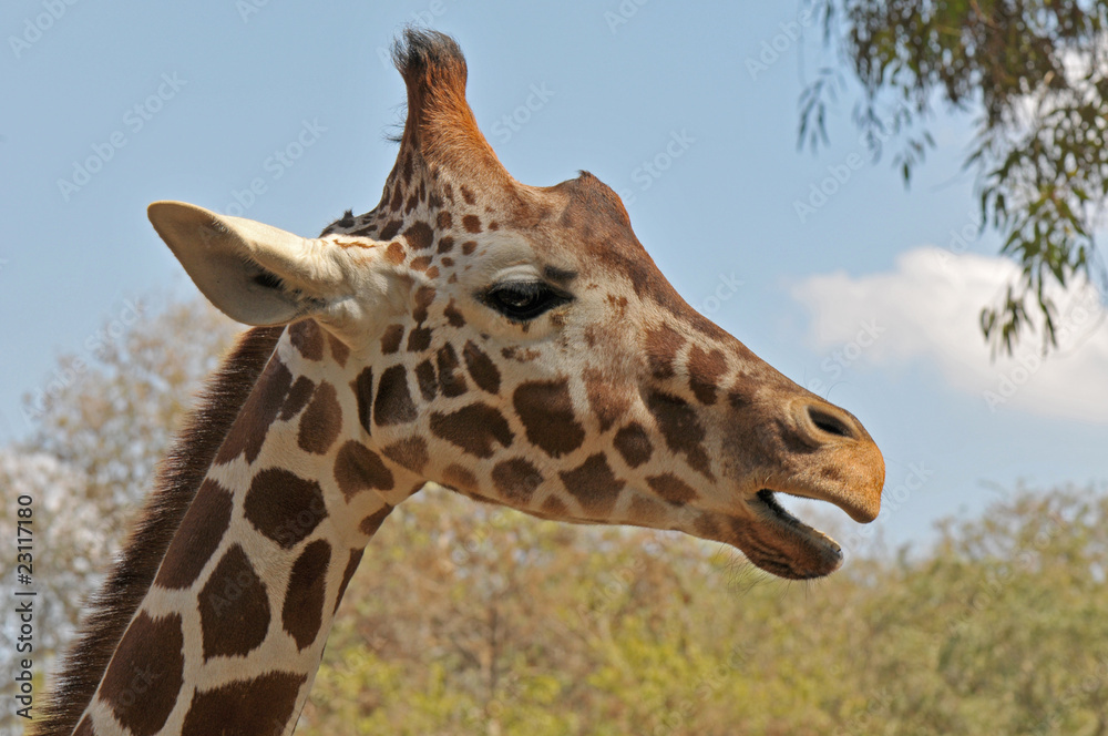 Obraz premium Giraffe portrait