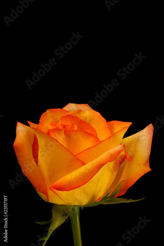 Beautiful orange yellow rose on black - vertical
