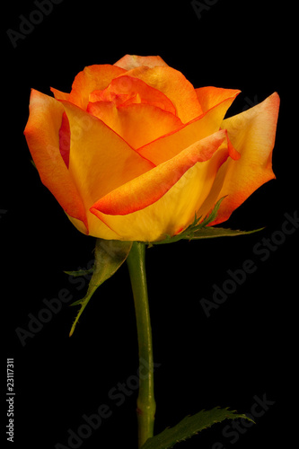 Single orange yello rose on black - vertical